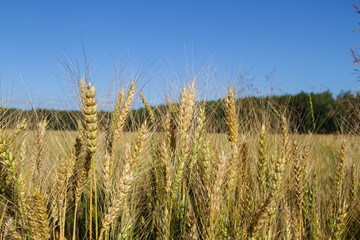 Field of ripe rye