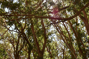 Parque Nacional Arrayanes - 5