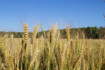 Field of ripe rye