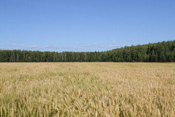 Field of ripe rye