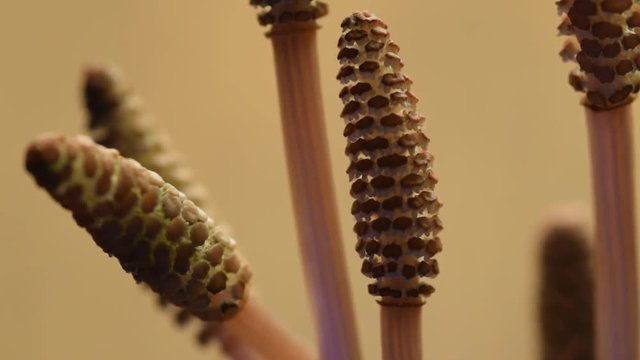 Equisetum Equiseto ft81040635 Schachtelhalme Coda di cavallo Flora Horsetail Preslica video كنباث 木贼属