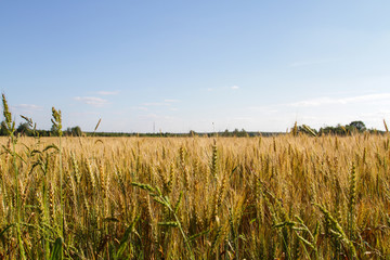 Field of ripe rye