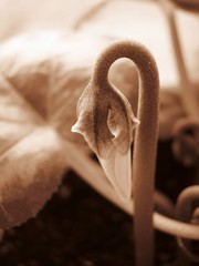 Delicate sprout cyclamen flower close up, sepia color