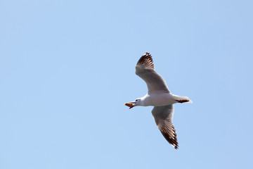 Seagull 