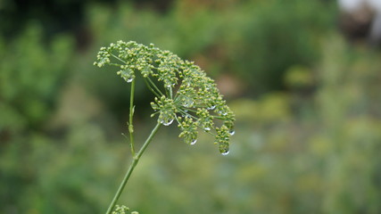 raindrops on the plant