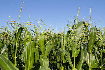 Green corn field