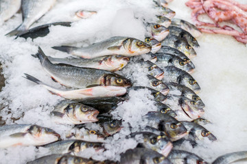 Fresh fish lie on the ice in the supermarket. Dorado is on the store shelf. A lot of fish on the store counter