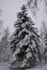 Spruce covered with snow in forest. Winter cloudy day.