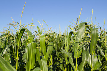 Green corn field