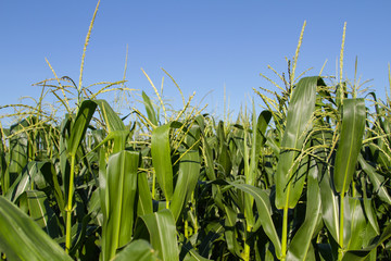 Green corn field