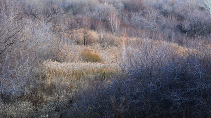 Beautiful view with trees without foliage and dry cereals. Colors of late autumn. Calm landscape of picturesque nature.