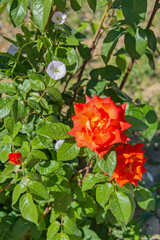 Роза и полевой вьюнок