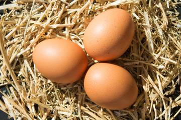 three fresh raw eggs with freckles on the hay on black background