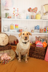 Yellow Lab in Candy Store