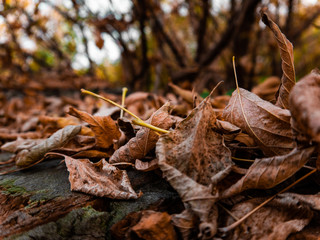 Dry leaves