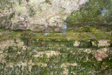 natural texture on soil and rock