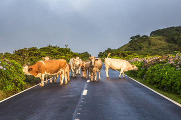 Cows walking along the road, Pico island, Azores islands, Portugal