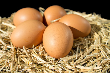 five fresh raw eggs with freckles on the hay on black background