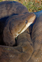 Snake boa of the gardens (corallus hortolanus)