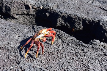 Profile of a Sally Lightfoot crab on the rocks