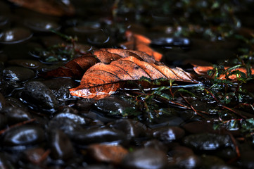 autumn leaves on water