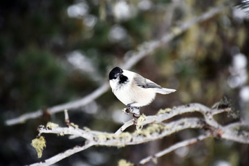 Alpenmeise