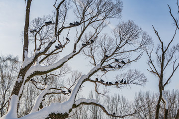 A beautiful branchy gray willow tree with snow and without foliage and a group of pigeons birds against the blue sky background in a park in winter