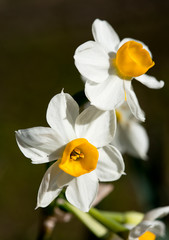 Fototapeta na wymiar Narcissus tazetta