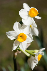 Fototapeta na wymiar Narcissus tazetta