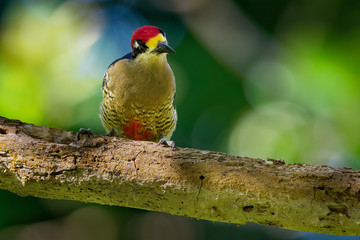 Black-cheeked Woodpecker - Melanerpes pucherani resident breeding bird from southeastern Mexico south to western Ecuador