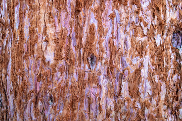 Close up of  textured bark of redwood tree for background. Giant sequoia (Sequoiadendron), cutout