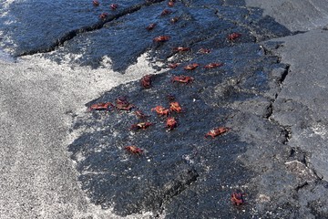 Many sally lightfoot crabs on the rocks
