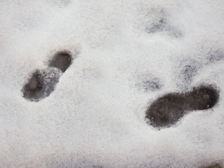 footprints in the snow