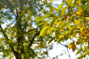 Background of colorful autumn leaves