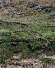 spring day, green grass on the hillside and yellow mountain meadow blooms; empty hilly mountain