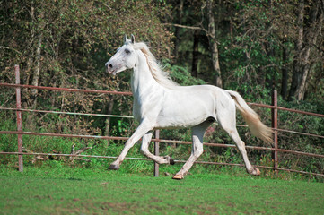 Obraz na płótnie Canvas running white beautiful Orlov trotter stallion in paddock.