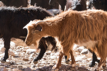 herd of goatr in todra gorge in morocco