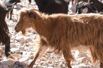 herd of goatr in todra gorge in morocco