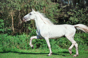 Fototapeta na wymiar running white beautiful Orlov trotter stallion in paddock.