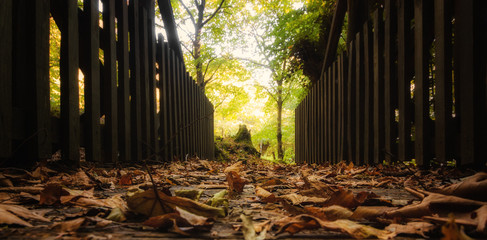 a bridge with leaves in the forest © Andreas Lorentzatos