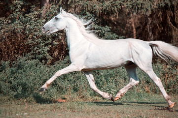 Naklejka na ściany i meble running white beautiful Orlov trotter stallion in freedom.