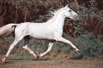 Fototapeta na wymiar running white beautiful Orlov trotter stallion in freedom.