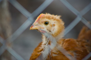 young chicken on the farm. Shooting on the street.