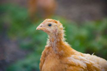 Young chicken on the farm. Shooting on the street.