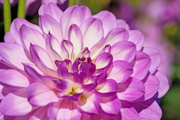 Violette Dahlienblüte in einer Nahaufnahme