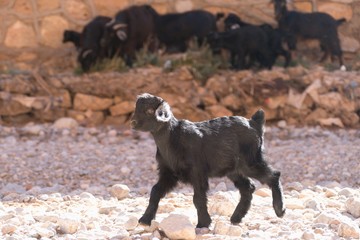 herd of goatr in todra gorge in morocco