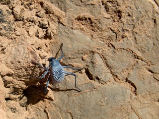 detail of a blue beetle on a rock