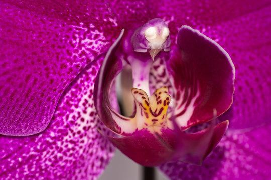 Archidea purple close-up