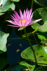 A water lily is in the park on the lake