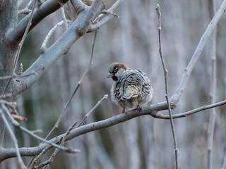 little brown bird in the nature